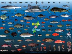 Tanegashimafish 1024 768.jpg