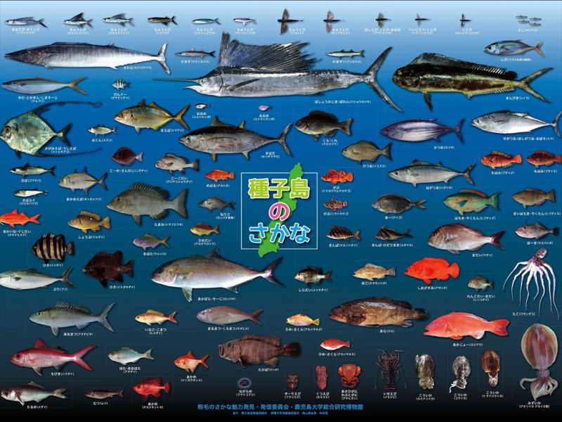 ファイル:Tanegashimafish 1024 768.jpg